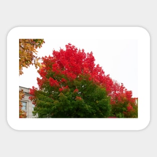 Red green fall trees thanksgiving Sticker
